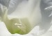 Detail květu gladiolu